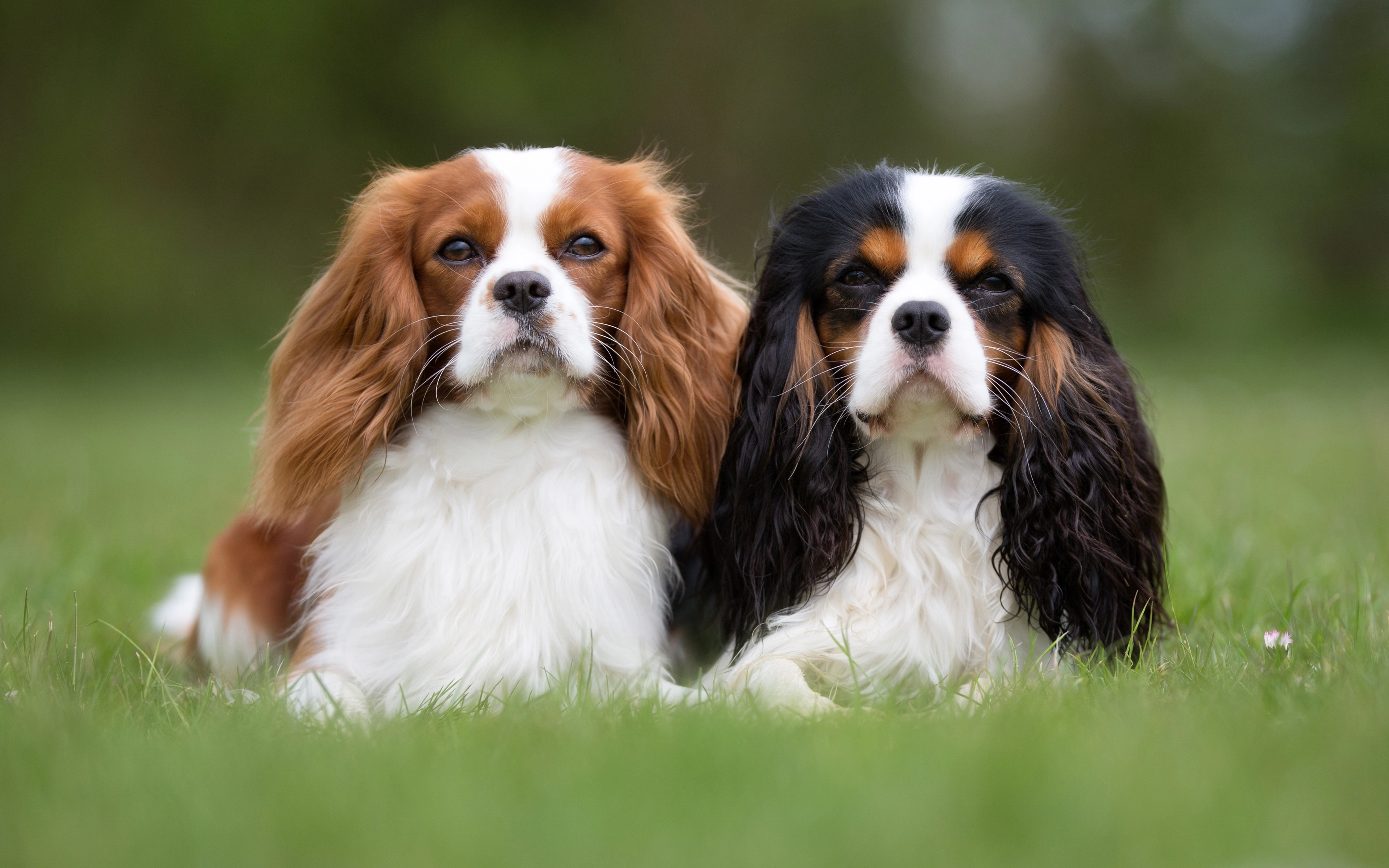 Brown and white long Two dogs with fur