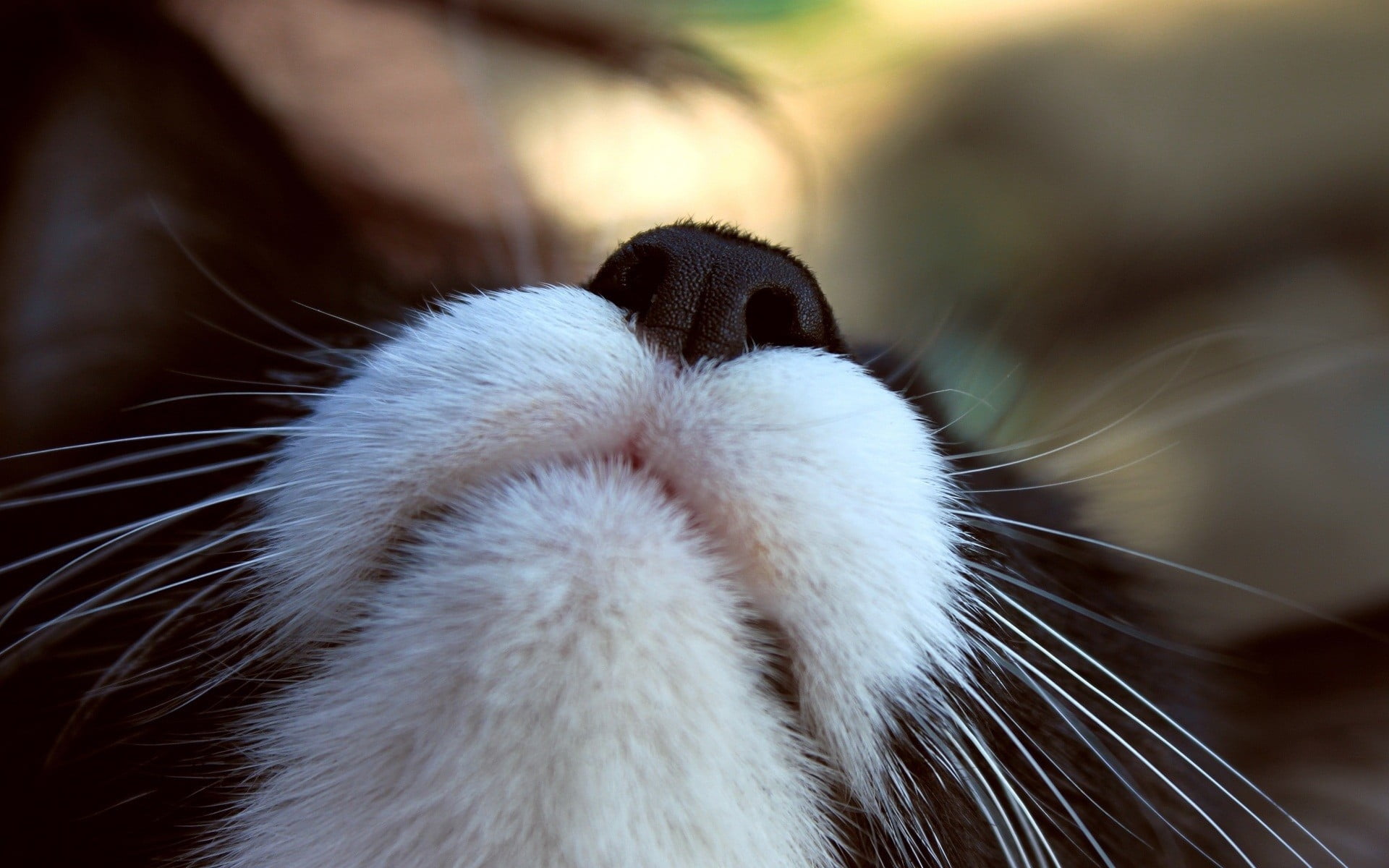 Black and white cat, head raised