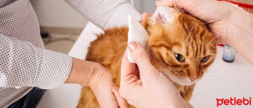 Why Do Cats' Ears Smell?