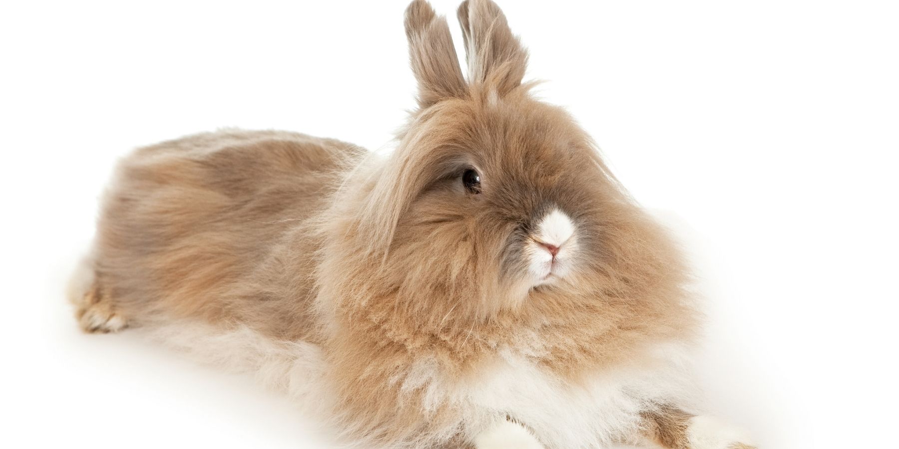 Brown-furred lionhead rabbit