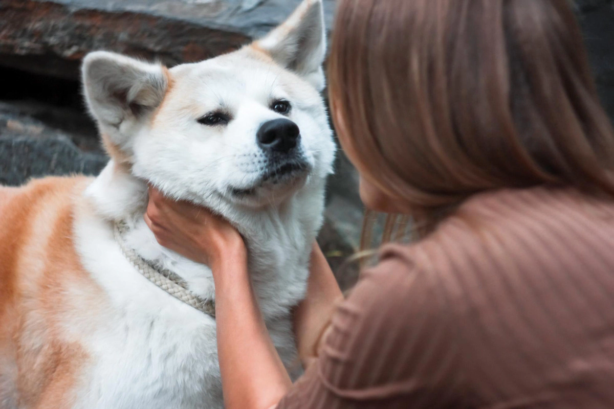 Akita loved by its owner