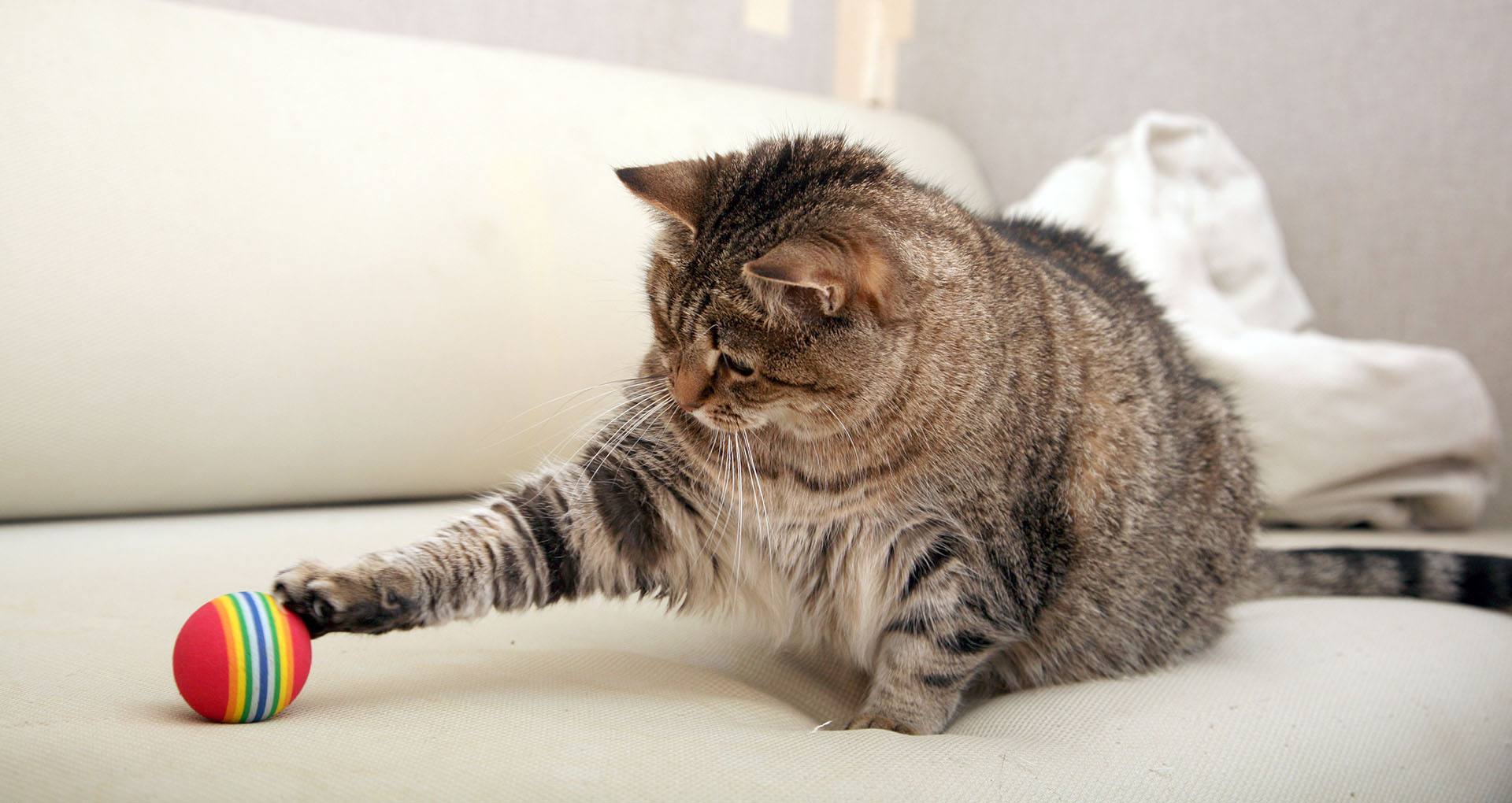 Overweight tabby cat reaching for a colorful ball with its paw