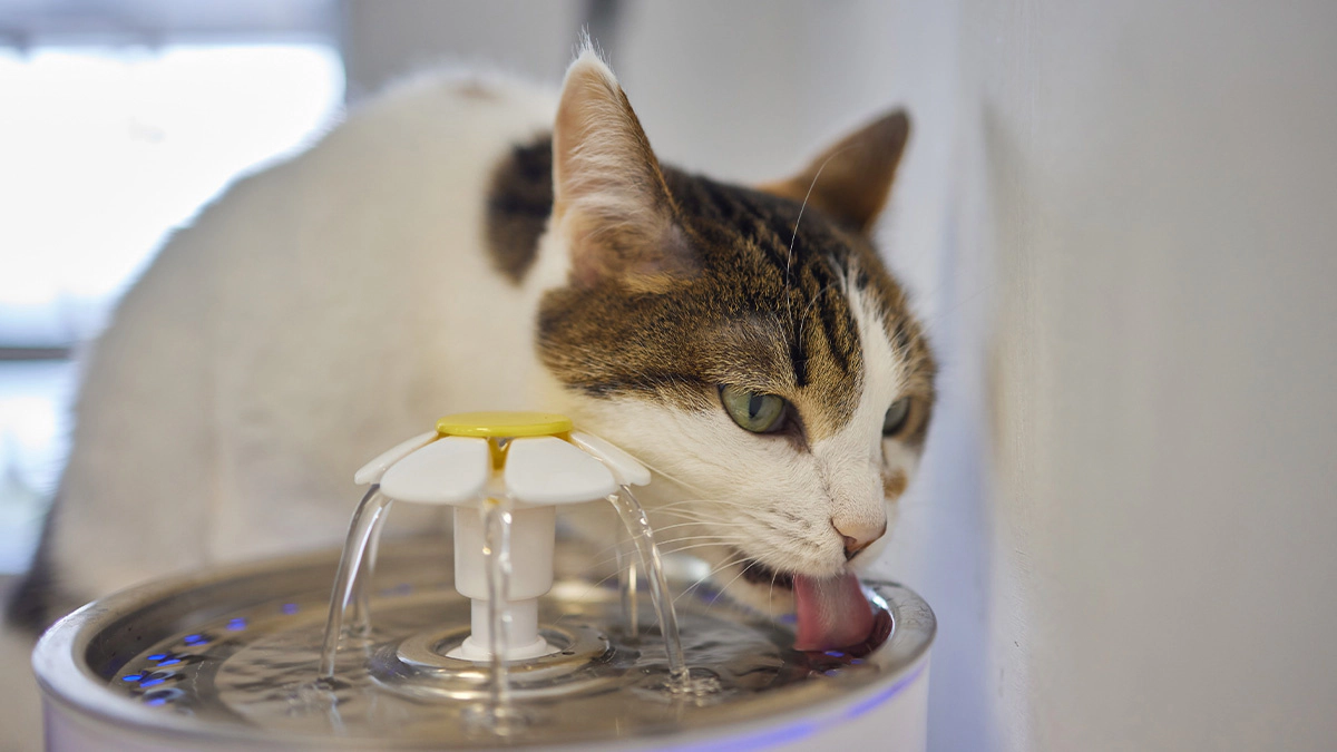 Cat drinking water from a water dispenser