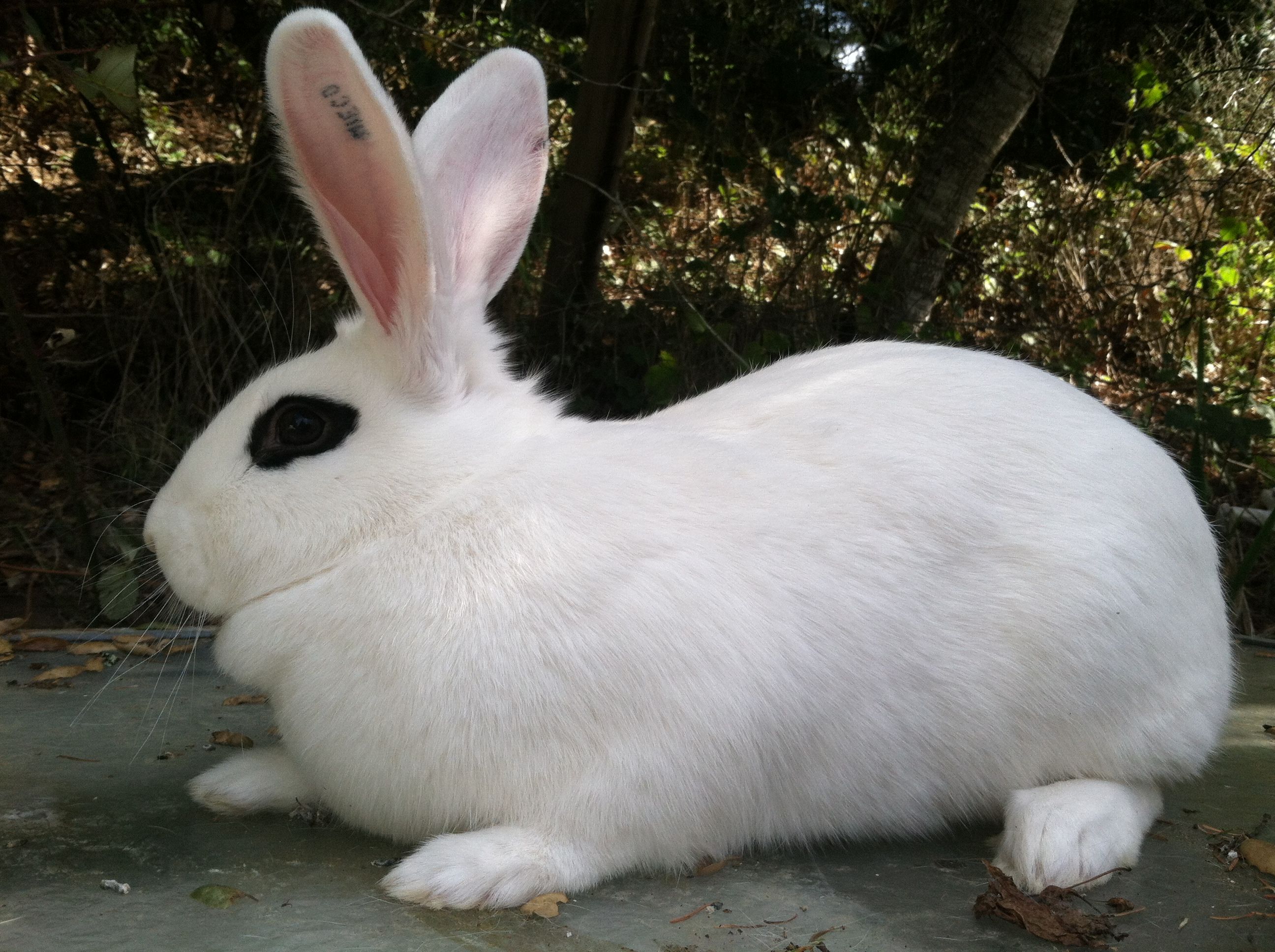 Rabbit with Black Rings Around the Eyes