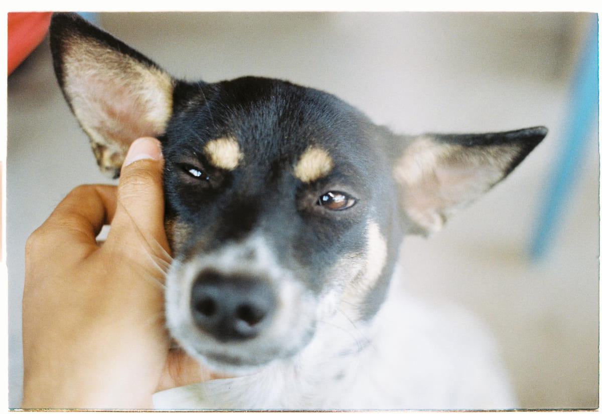 Dog with short fur and erect ears