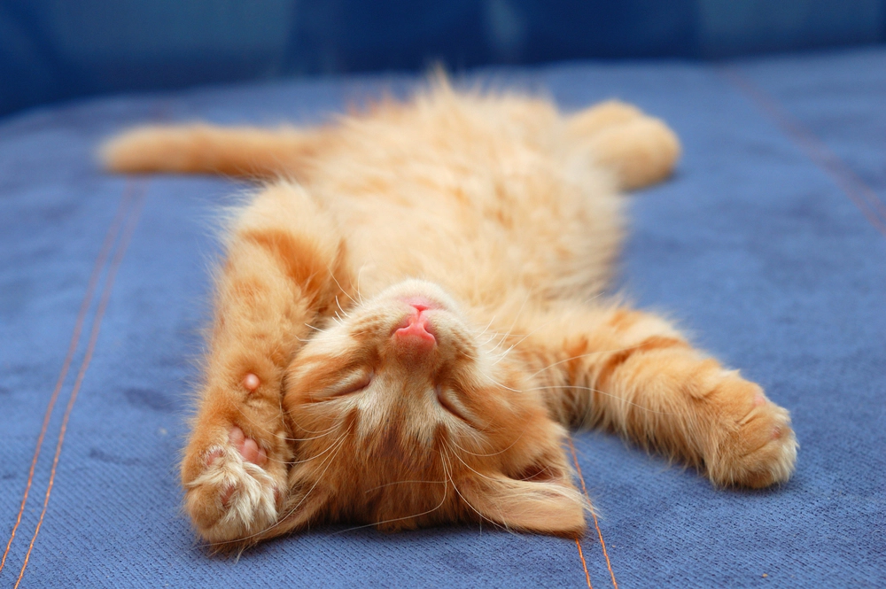 A yellow kitten lying on its back