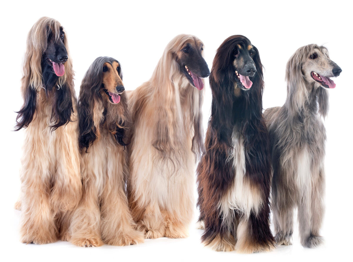 Afghan Hound