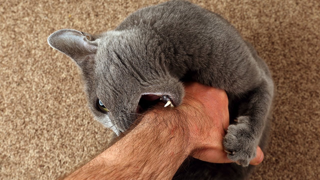 Cat biting its owner's arm