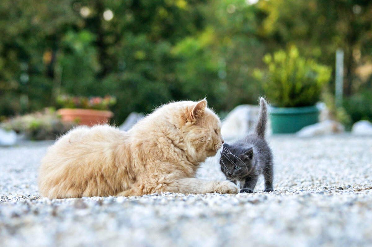 Large yellow cat and gray kitten together outside
