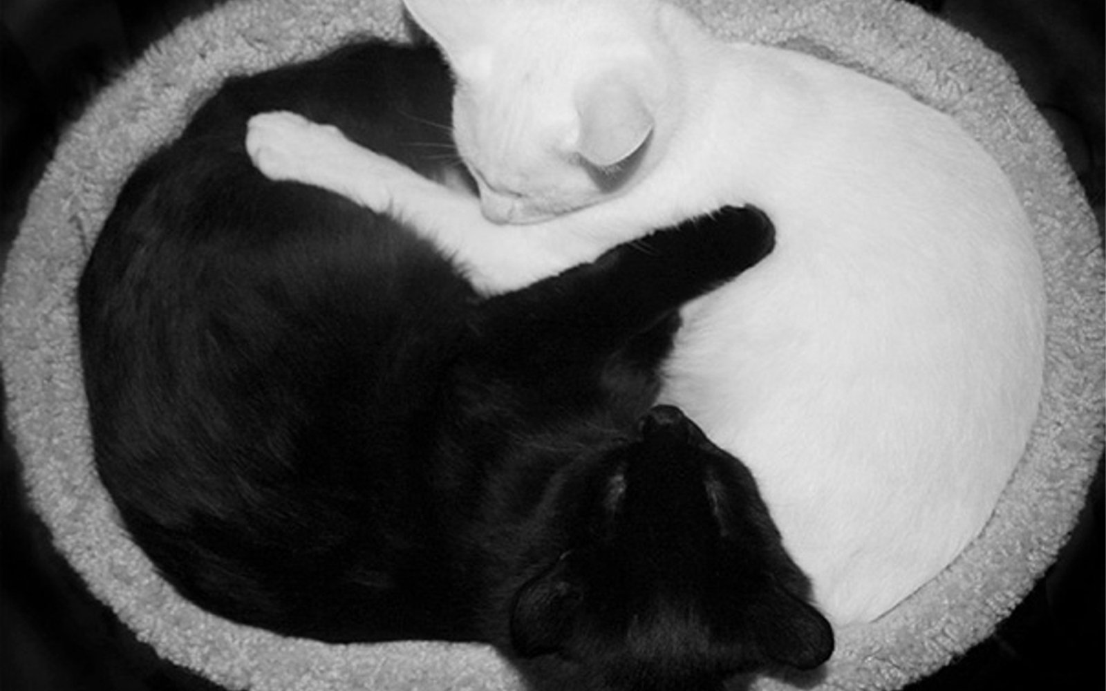 Ying Yang black and white cats lying together