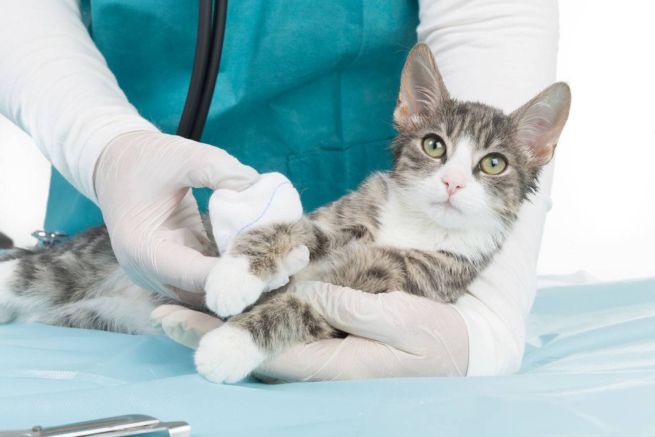 Young cat during veterinary examination