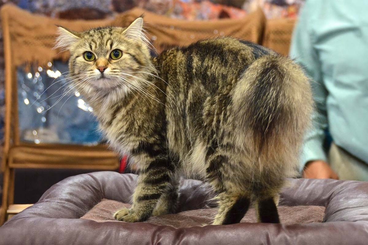Long-haired American Bobtail cat looking backwards