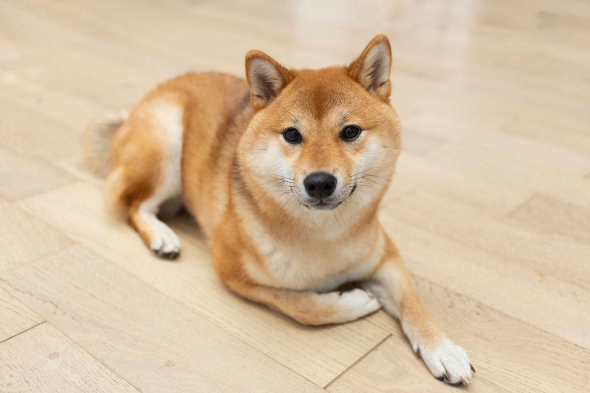 Shiba Inu sitting on the ground