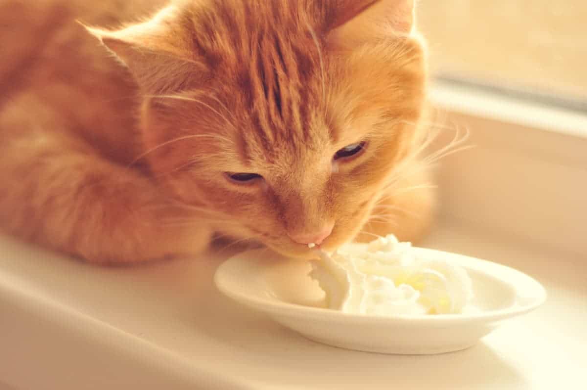 cat licking butter