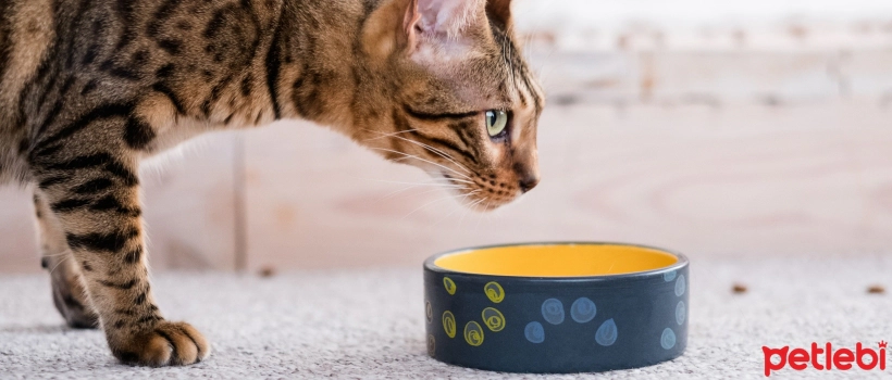 Do cats eat turkey?