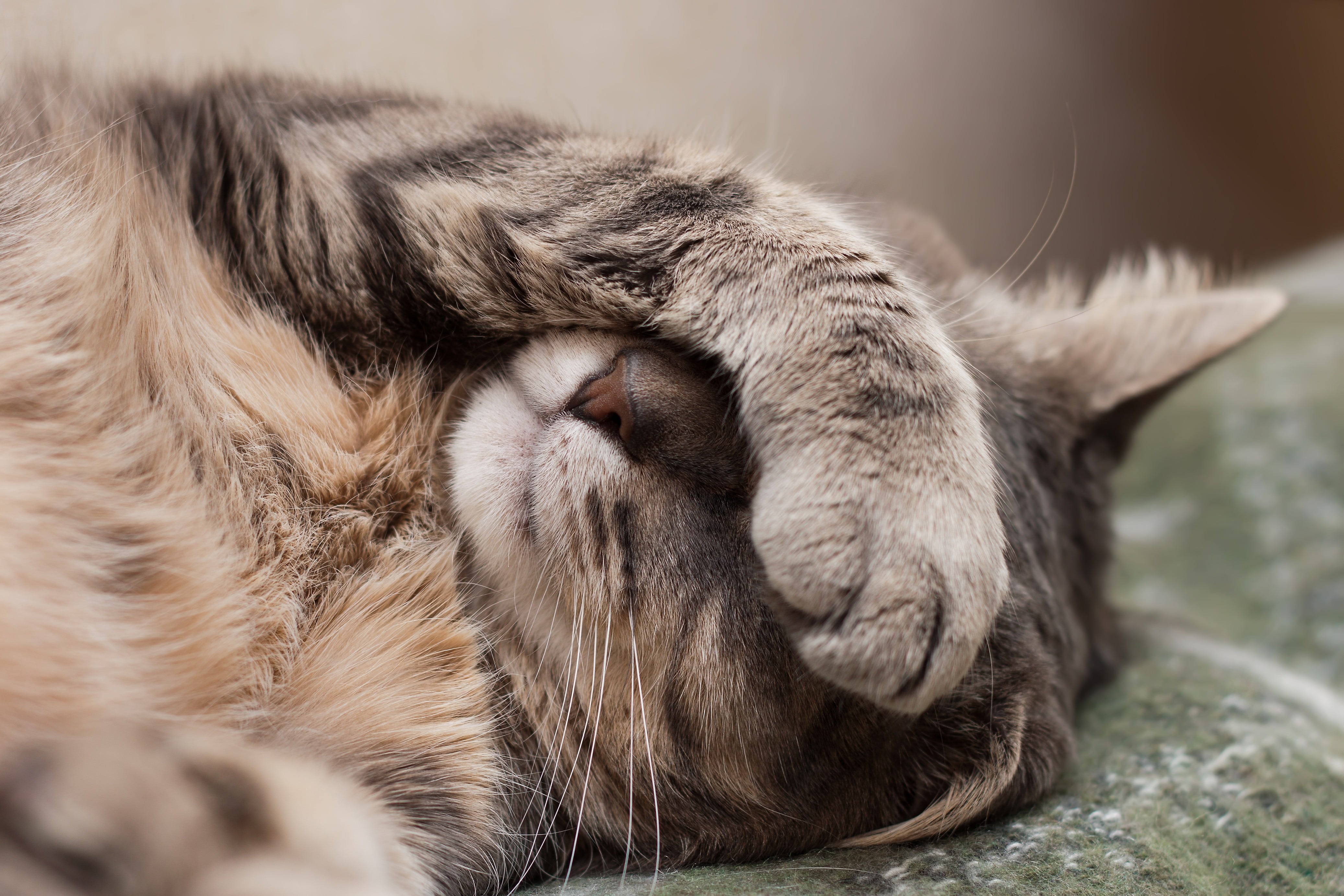 A cat lying down with its eyes covered by its paw