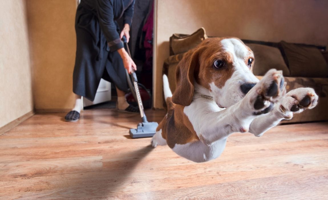 Dog running away from the vacuum cleaner