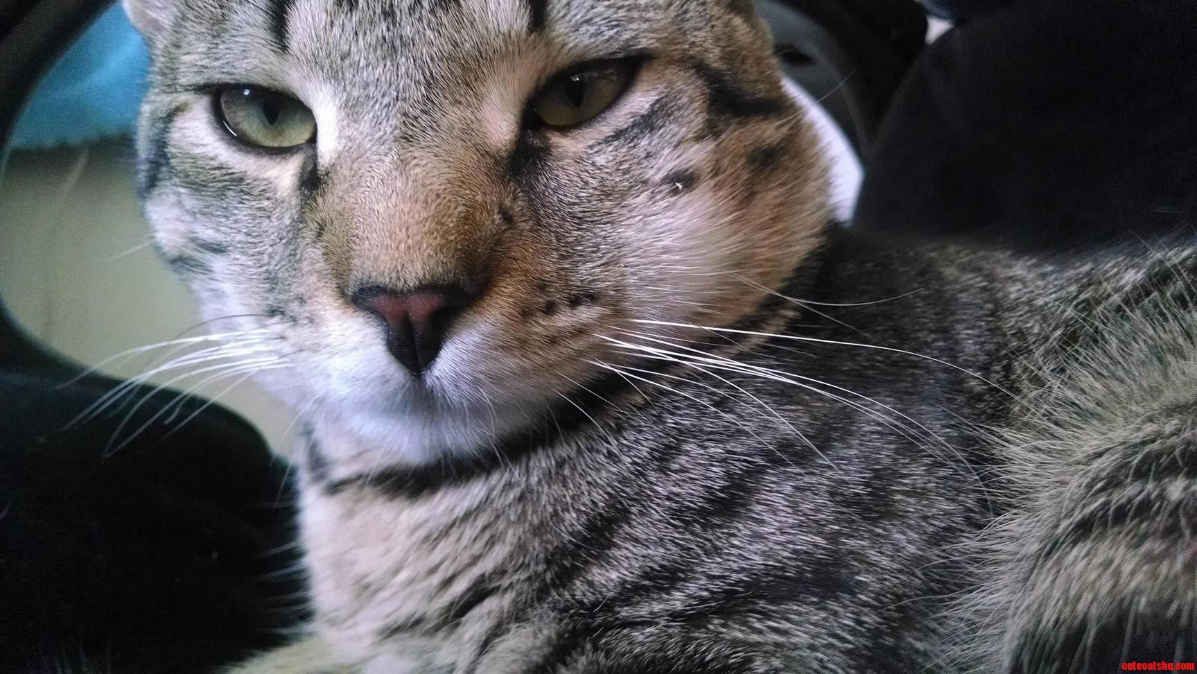 Cat stung by a bee and with a swollen face