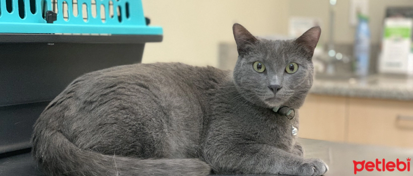 What are the Symptoms of Gastritis in Cats? Frequently Asked Questions About Gastritis in Cats