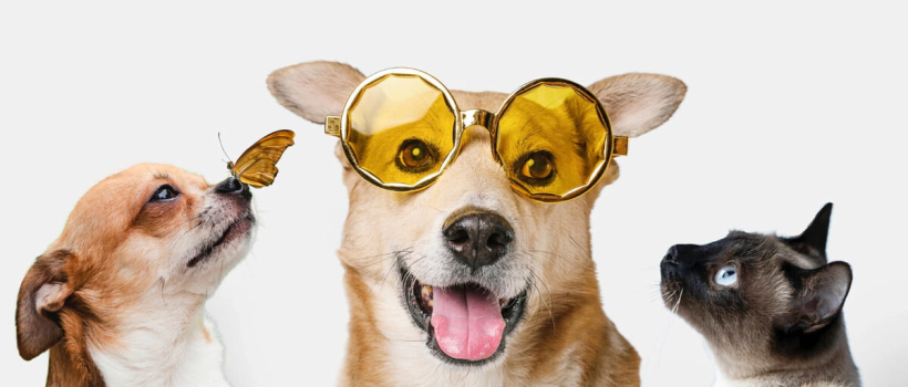 Pica Syndrome in Cats and Dogs
