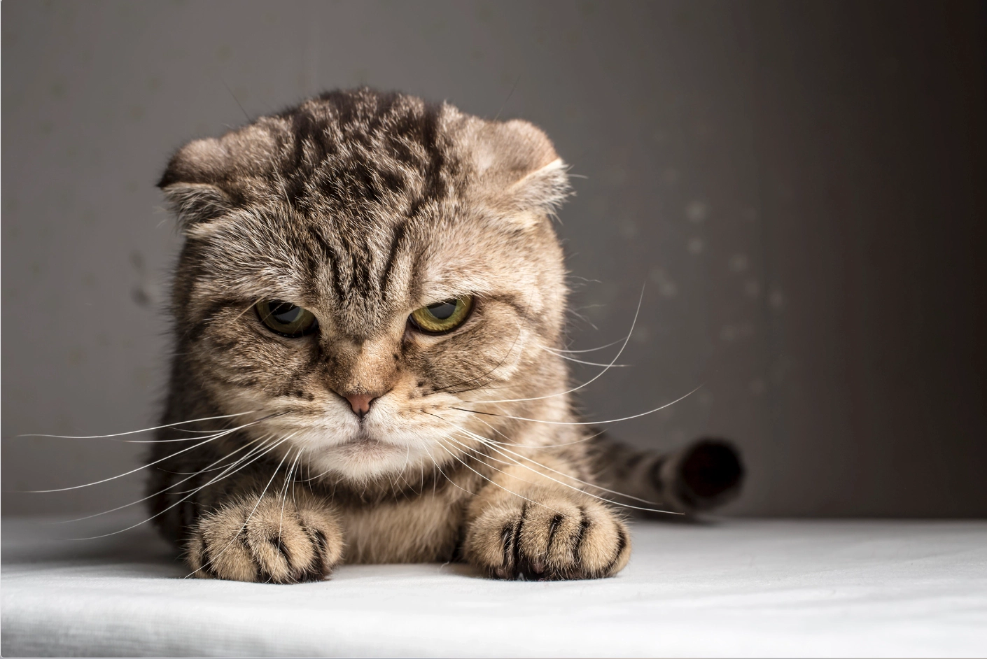 Cat looking towards a target
