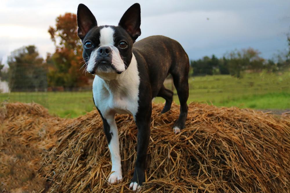 Small black and white dog standing on dry grass