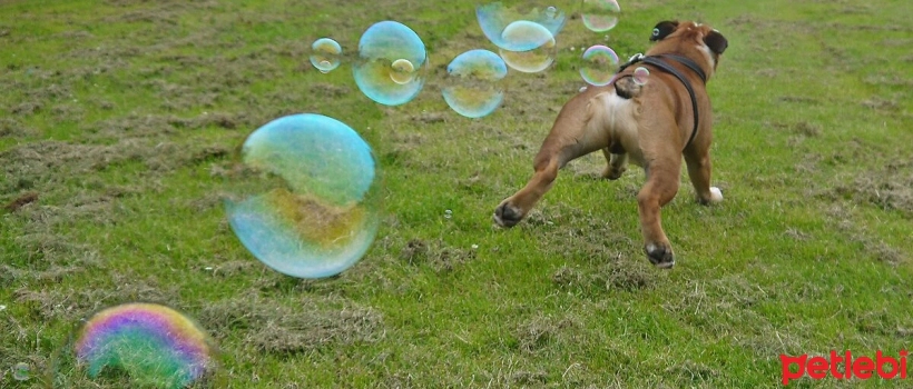 Why Do Dogs Pass Gas, Is It Normal?