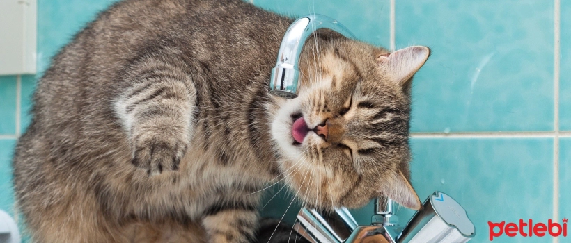 Why Do Cats Like to Drink Water from the Tap?