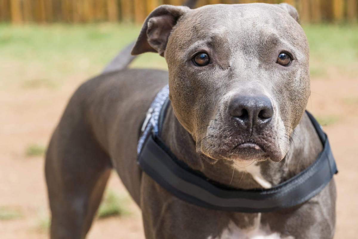 American Pitbull Terrier with gray-blue fur