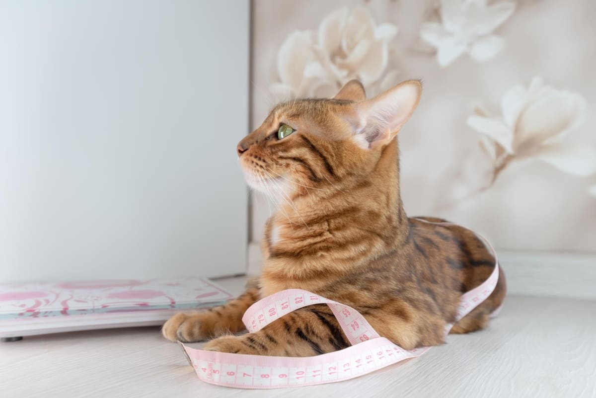 Cat sitting with a measuring tape wrapped around its body