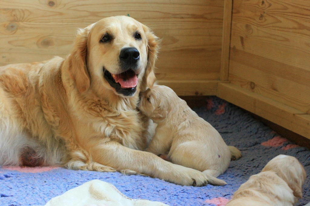 Yellow furry dog sitting with its puppy