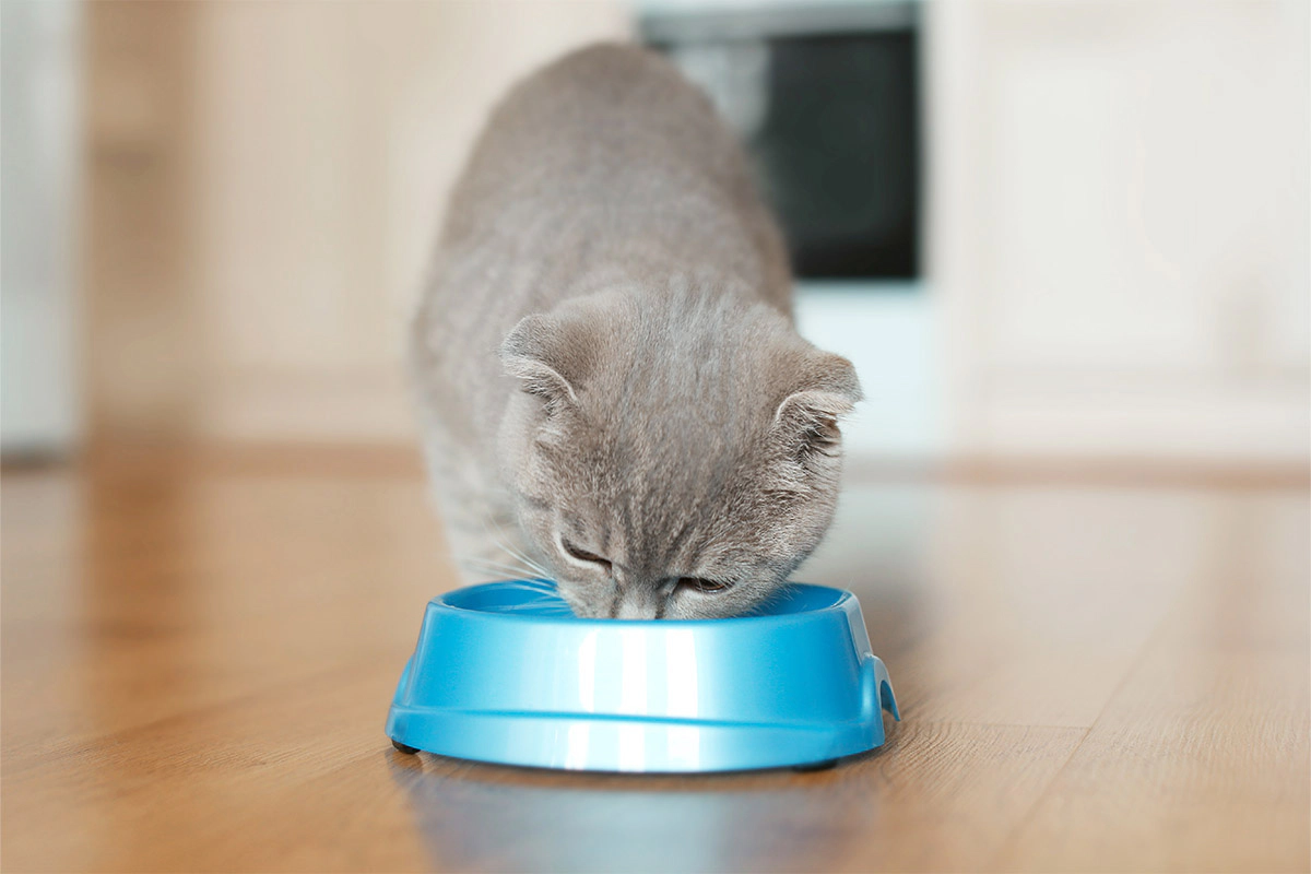 A gray cat eating food from a blue food bowl