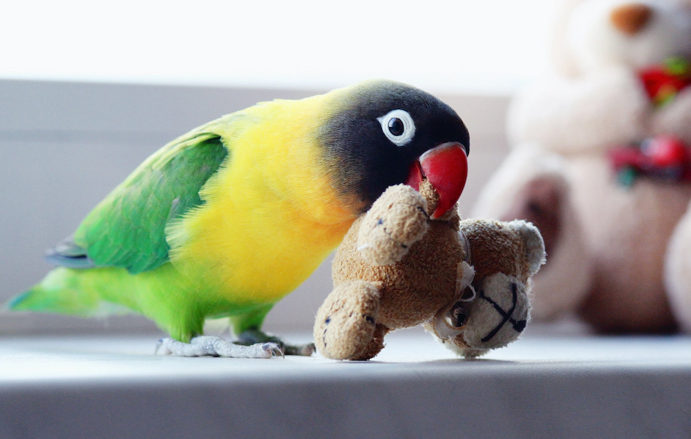 Bird carrying its toy