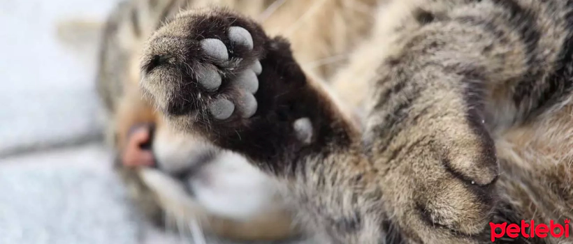 10 Interesting Facts About Cats' Paws
