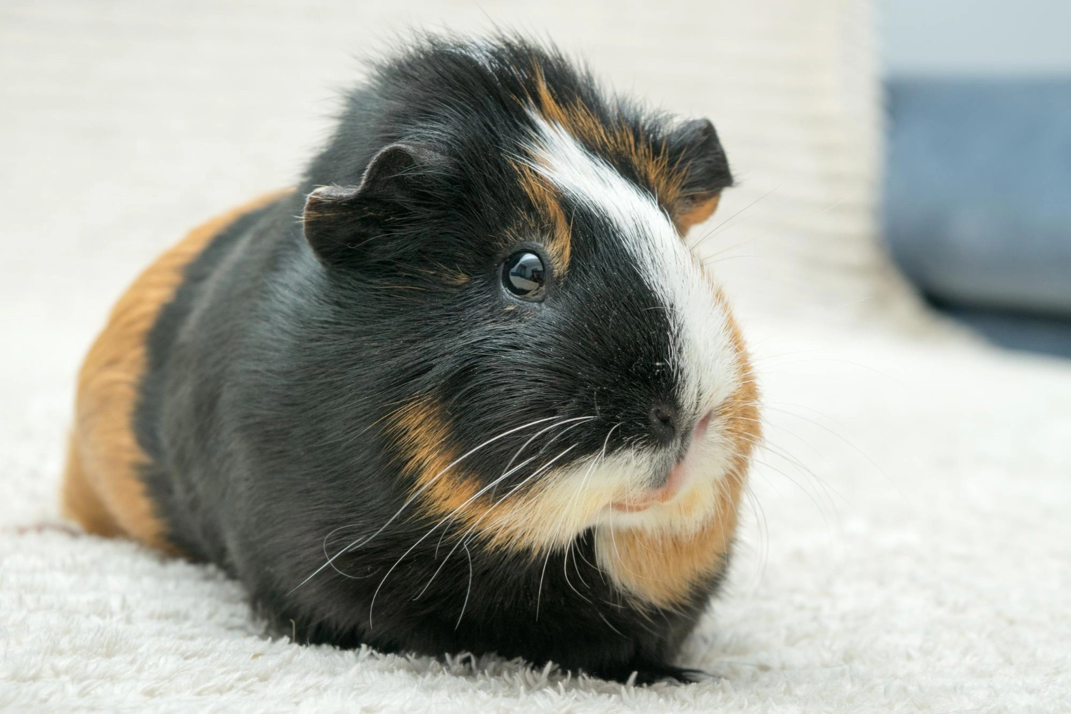 Brown-black furred guinea pig