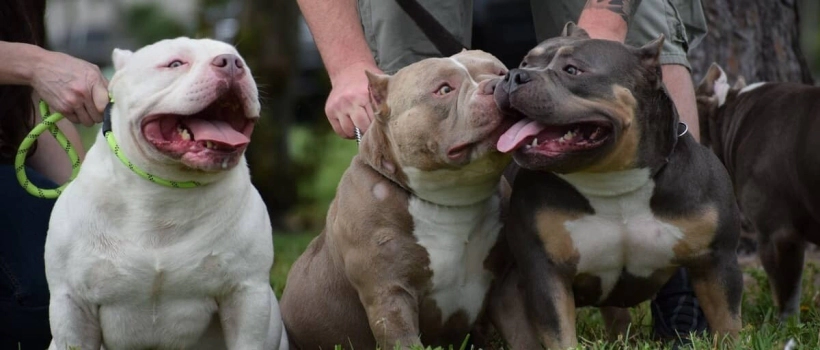 American Bully Dog Characteristics, Care and Feeding