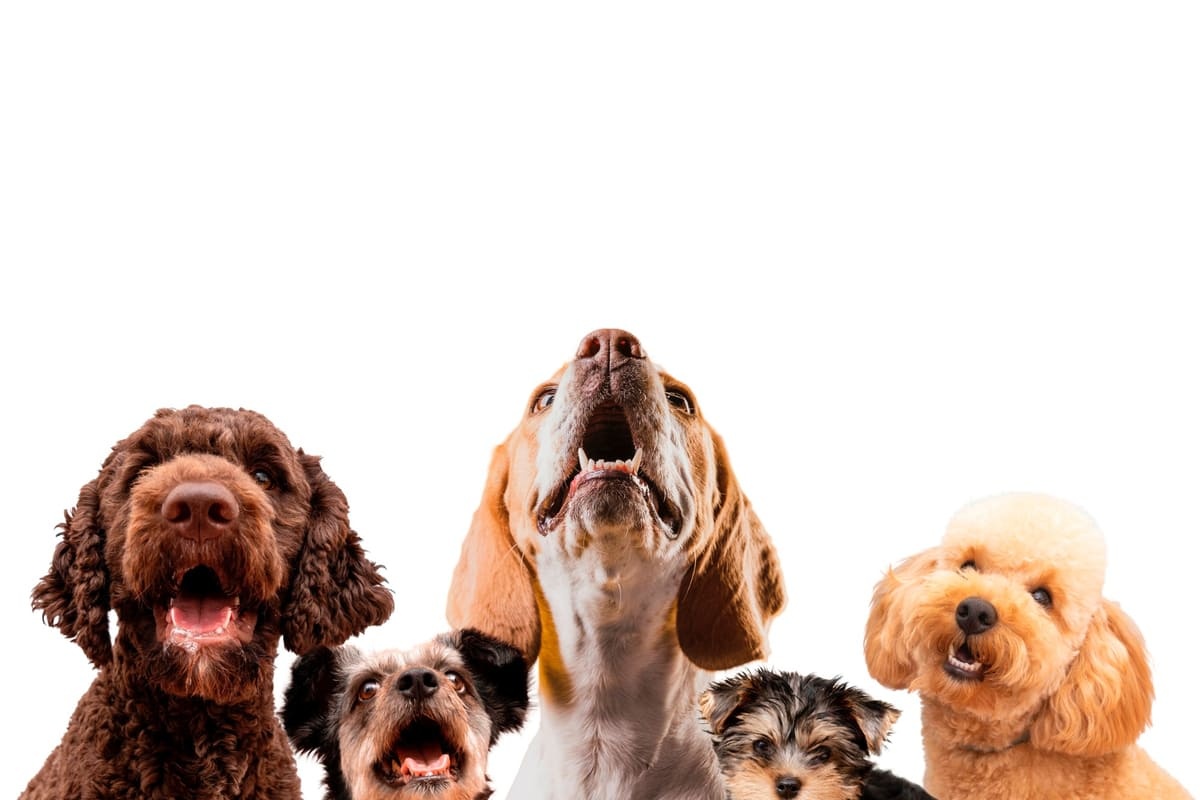 Dogs together