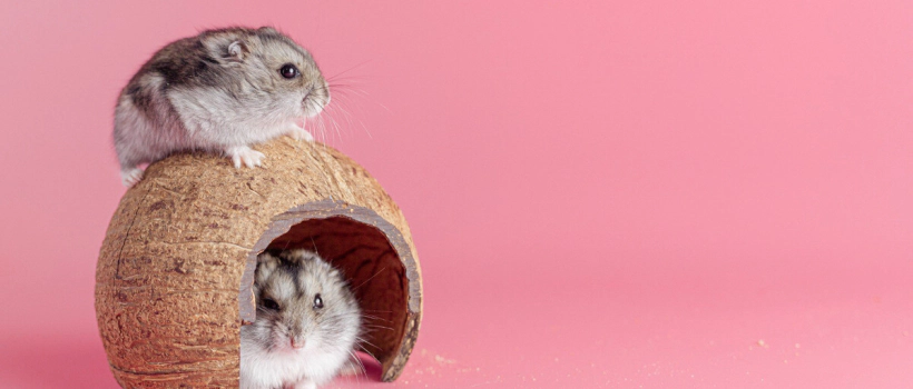 Hamster Species, Care, Feeding and Characteristics