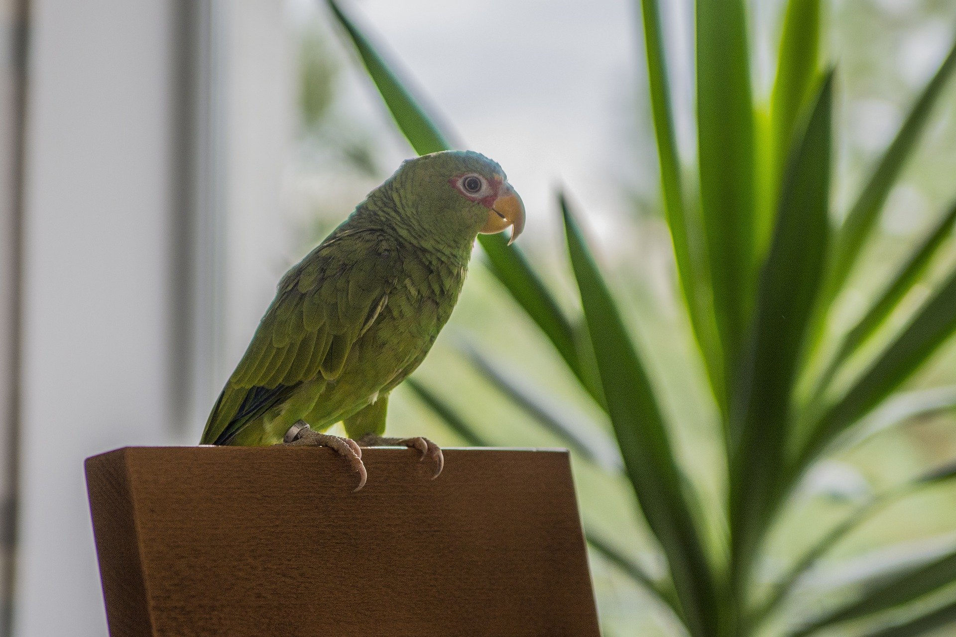 Green parrot standing on the back of a wooden chair