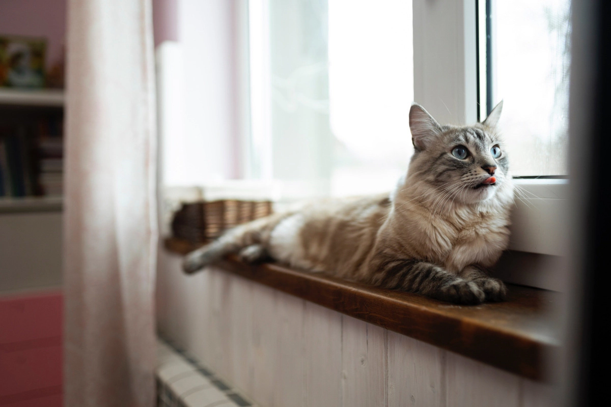 Cat lying by the window