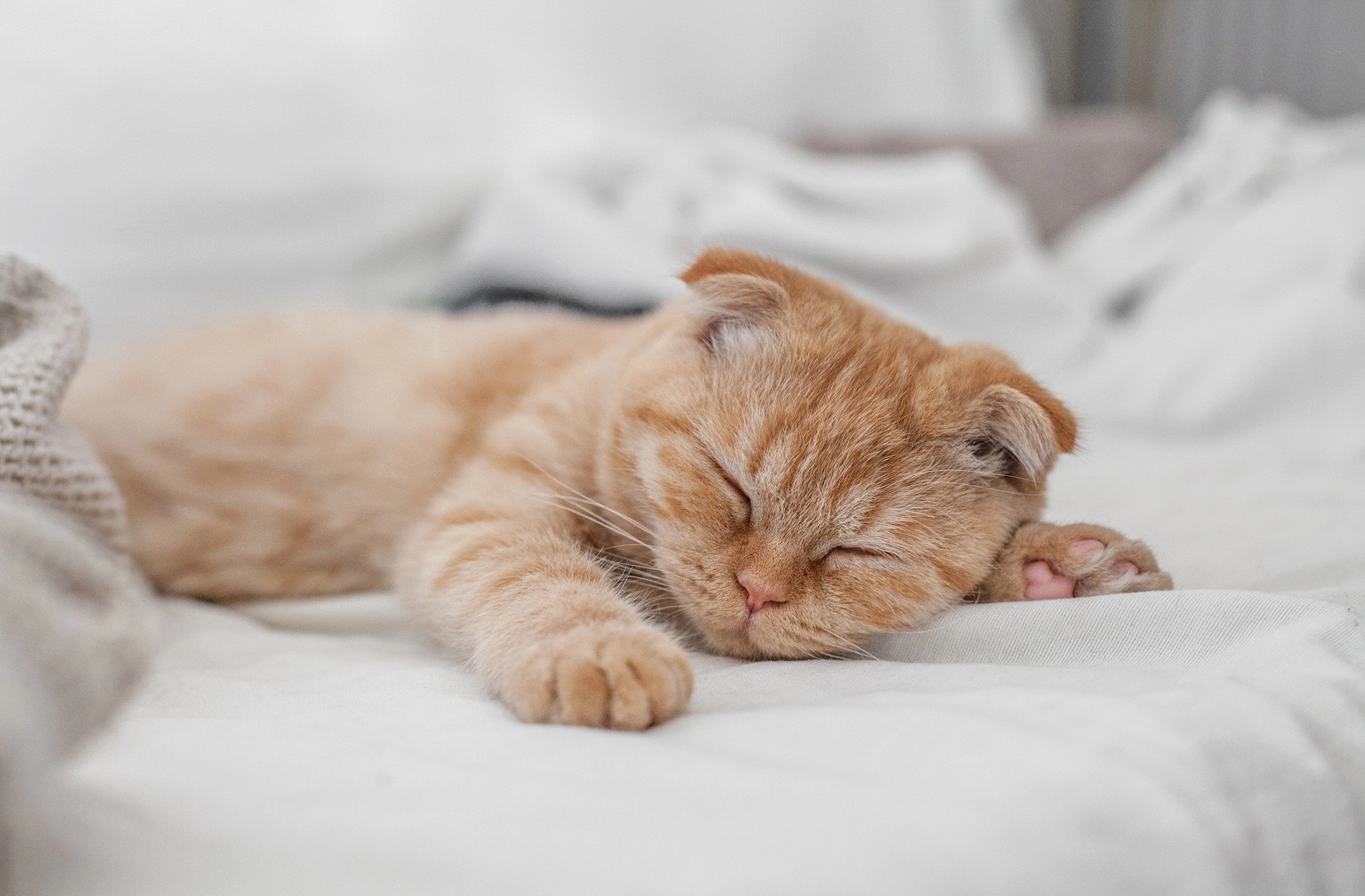A cat sleeping in its owner's bed