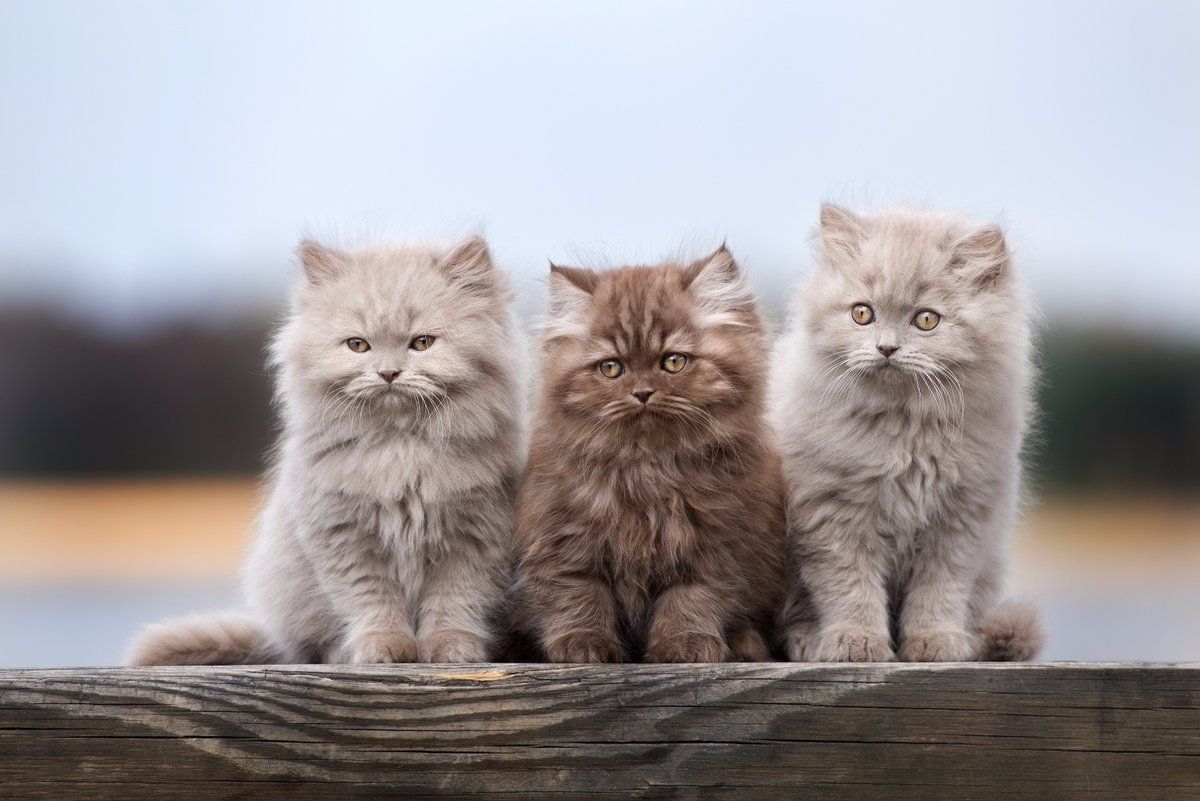 3 British Longhair kittens with different fur colors
