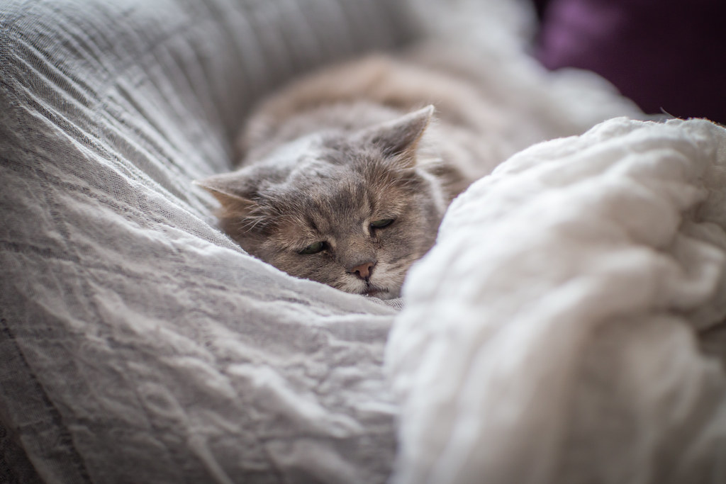 Gray cat lying in bed in white sheets