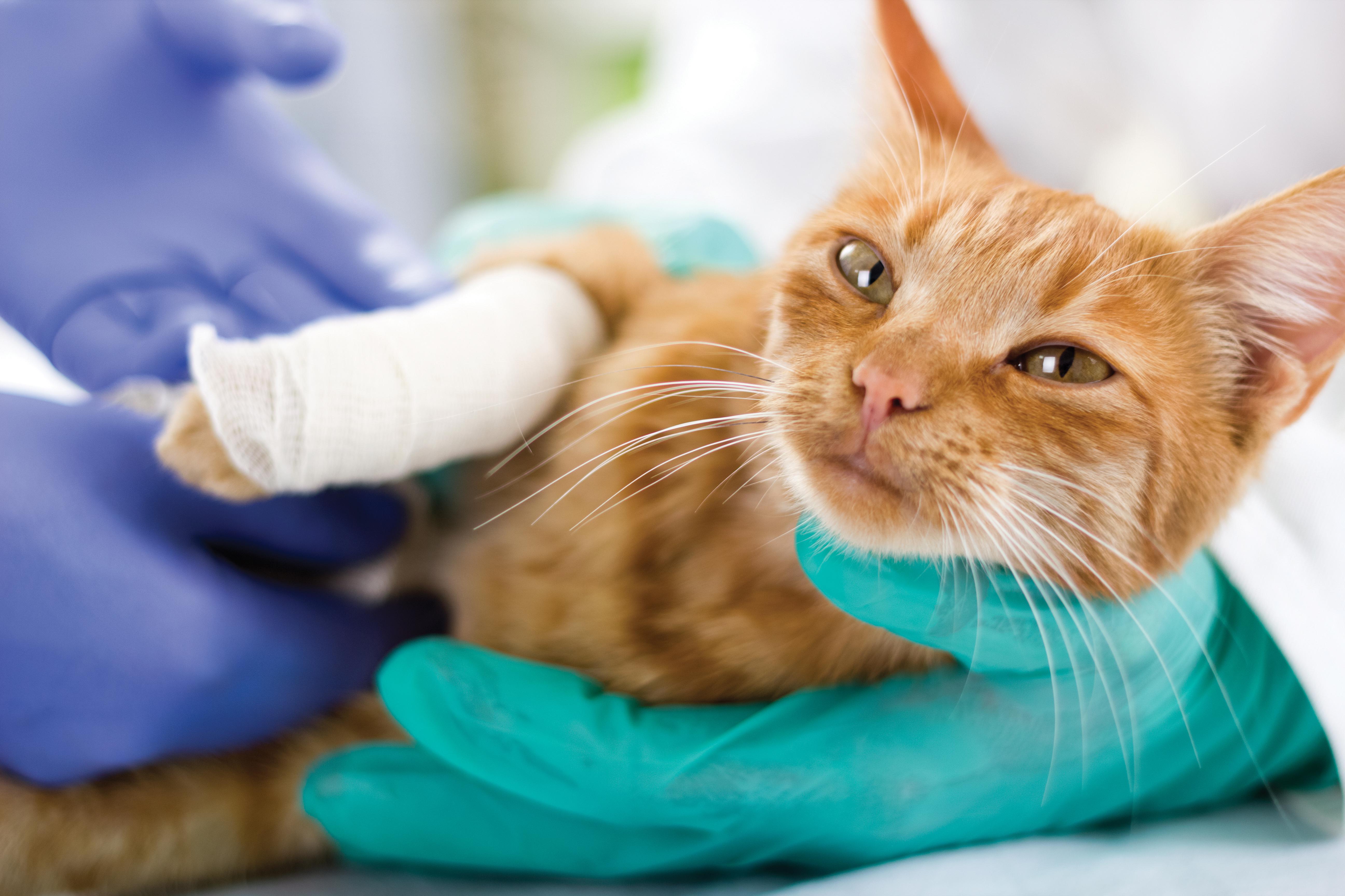 Cat with bandaged leg examined by veterinarian