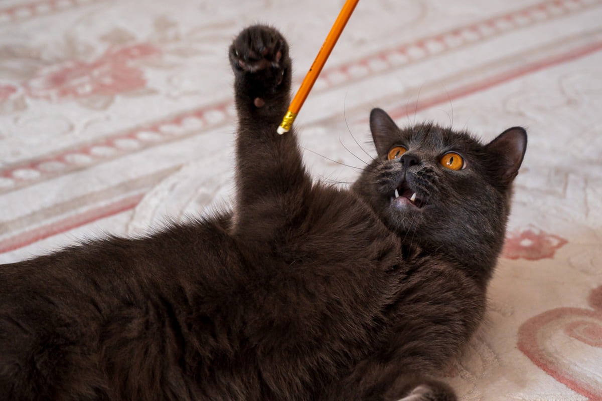 Cat playing with a pen