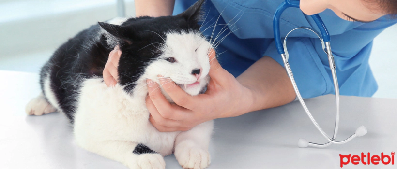 Abscesses and Treatment Methods in Cats