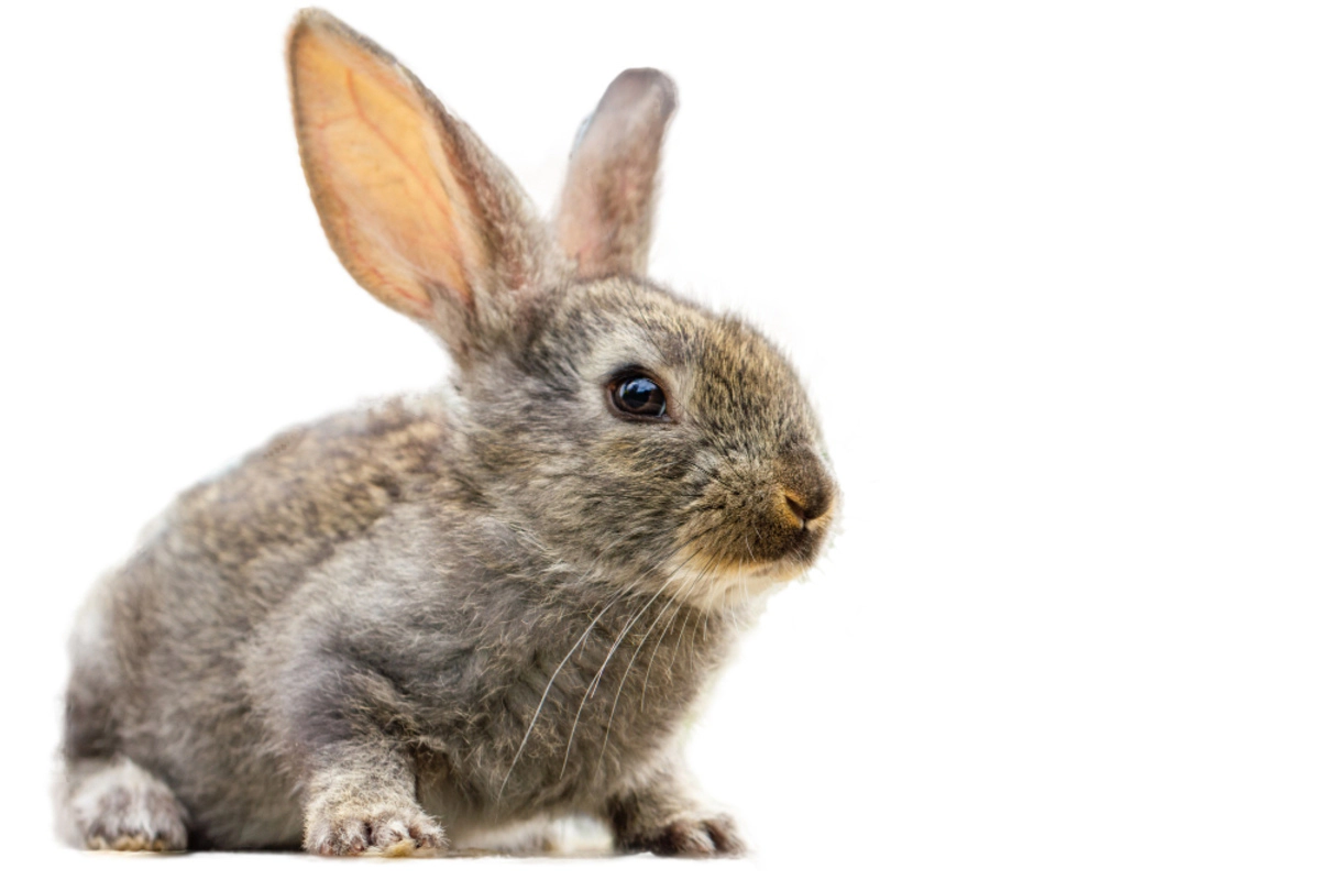 Baby rabbit with mottled fur