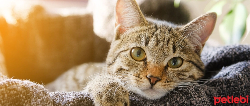 Calicivirus Infection in Cats