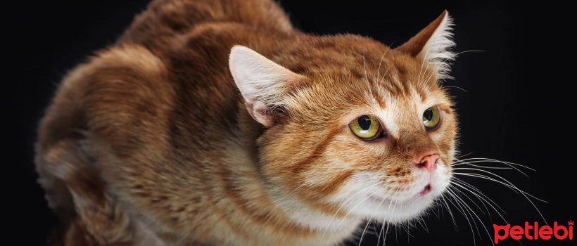 Is it right to scare cats?