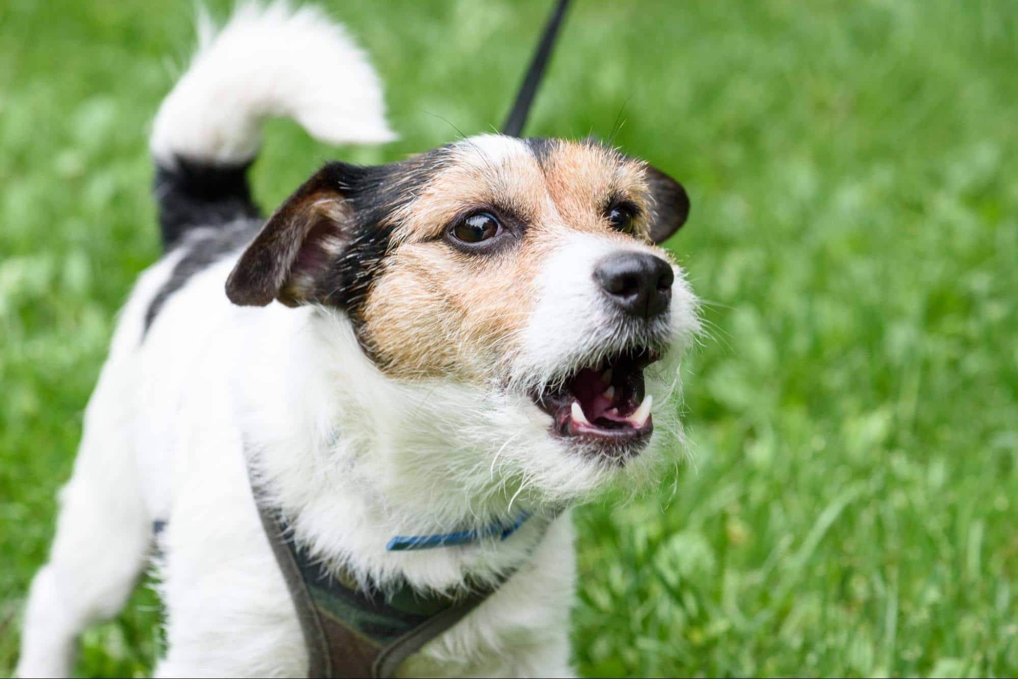 Barking dog